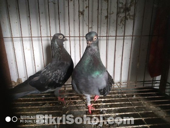 Budapest pigeons